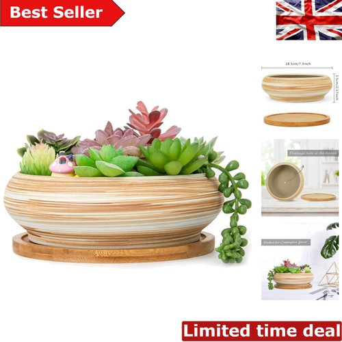 Elegant ceramic succulent - ceramic,