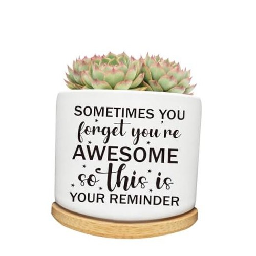 Succulent cactus cute planter - succulent,