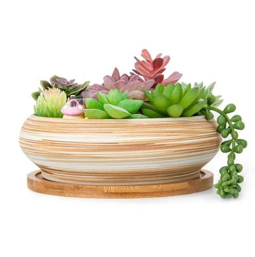 Ceramic succulent pots - succulent,