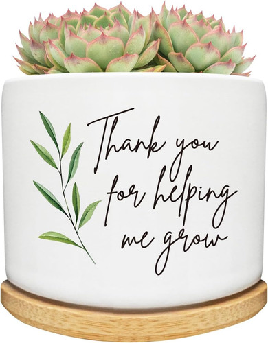 Succulent planter pot with - succulent,
